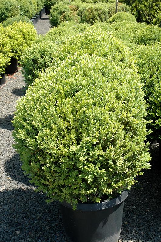 Buxus Green Mountain 15 18 Globe - View 9 from www redcrocus com