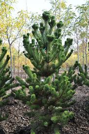 RedCrocus Oregon Green Pine (Austrian Pine Selection) Live Evergreen Tree – Hardy Zones 4–7 – Specimen, Screen, Coastal & Urban Friendly  1 Gallon Nursery Pot