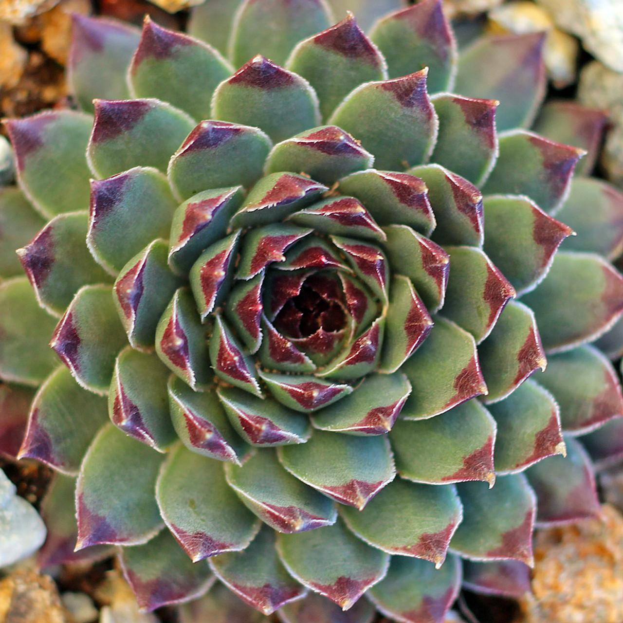 B9b Sempervivum Chick Charms Mint Marvel - View 12 from www redcrocus com