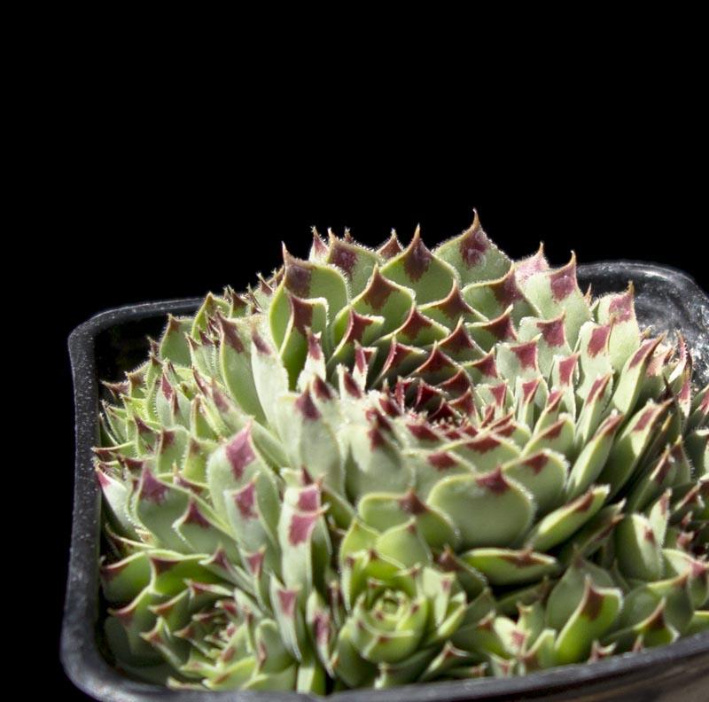 B9b Sempervivum Chick Charms Mint Marvel - View 15 from www redcrocus com