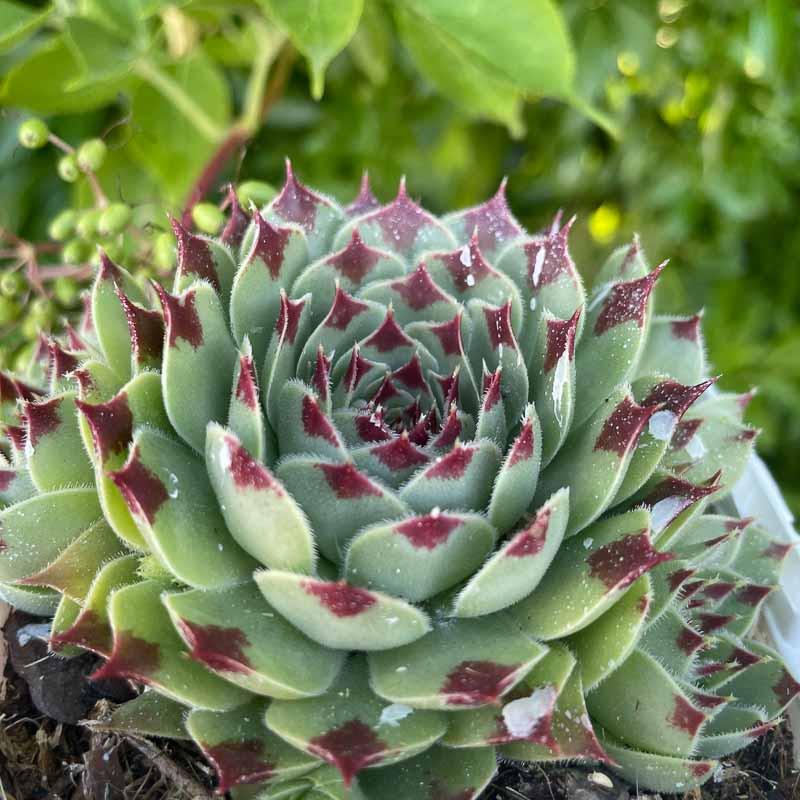 B9b Sempervivum Chick Charms Mint Marvel - View 16 from www redcrocus com
