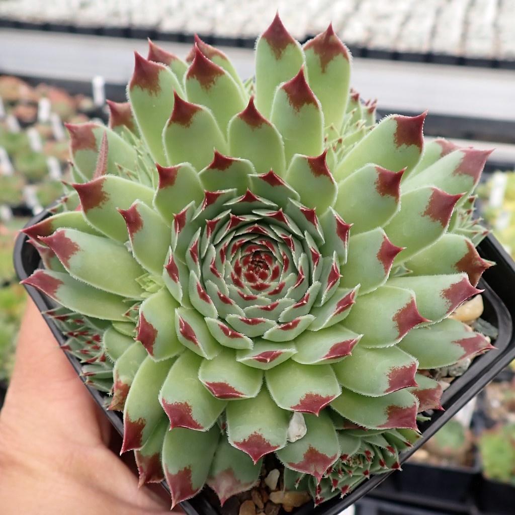 B9b Sempervivum Chick Charms Mint Marvel - View 22 from www redcrocus com