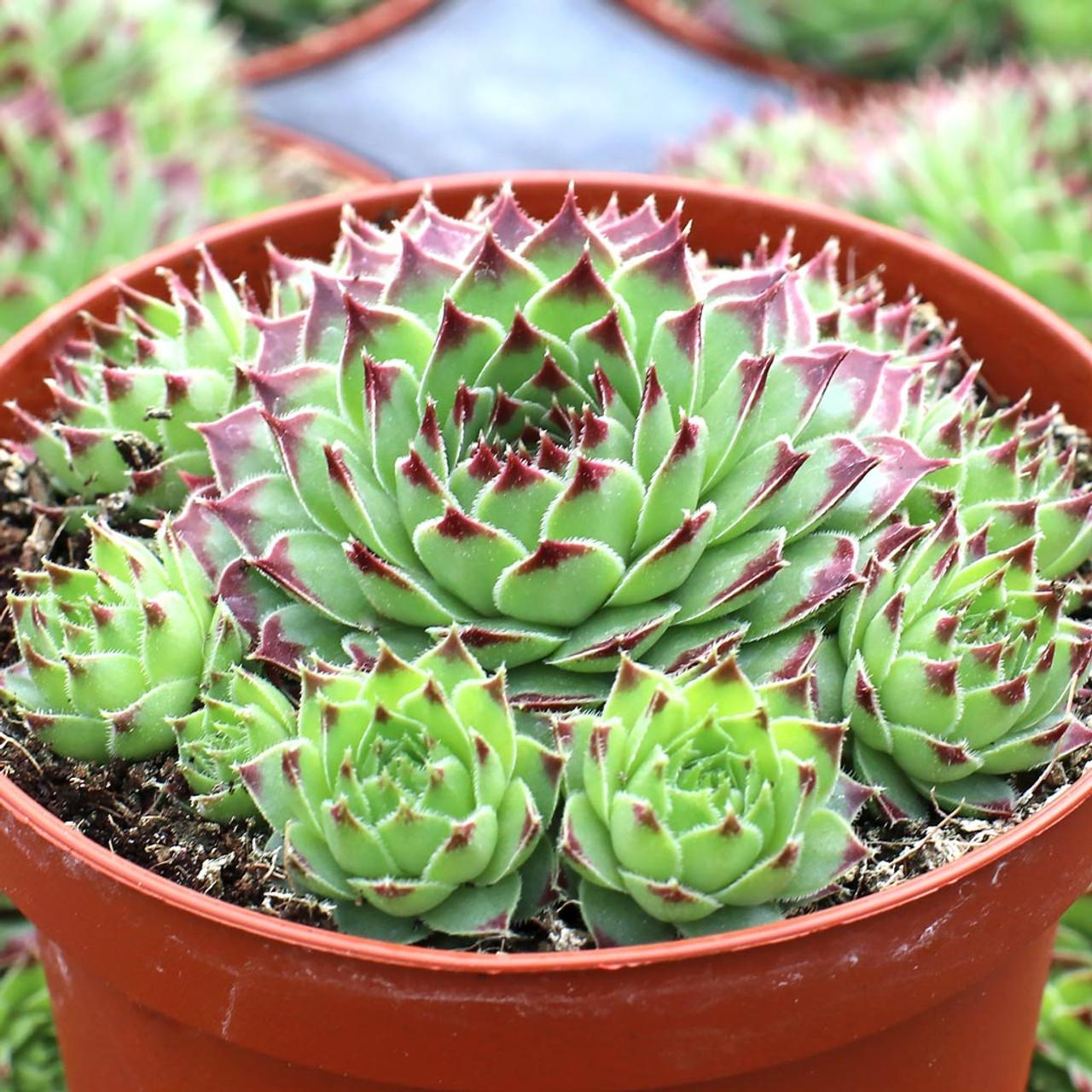 B9b Sempervivum Chick Charms Mint Marvel - View 23 from www redcrocus com