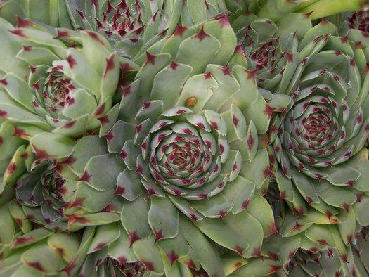 B9b Sempervivum Chick Charms Mint Marvel - View 26 from www redcrocus com