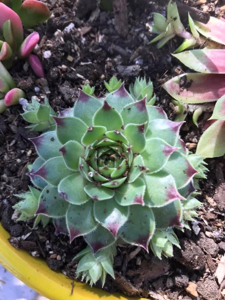 B9b Sempervivum Chick Charms Mint Marvel - View 27 from www redcrocus com