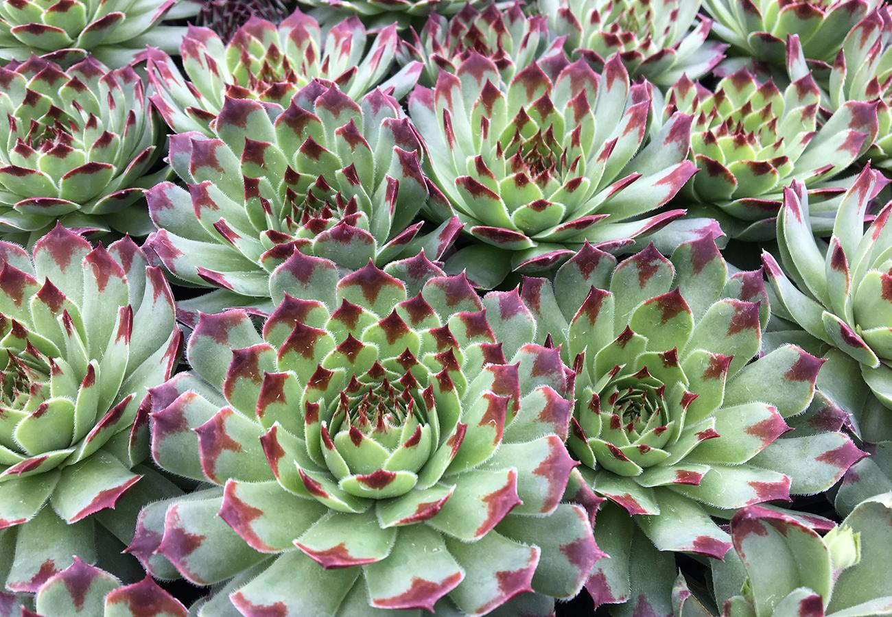 B9b Sempervivum Chick Charms Mint Marvel - View 7 from www redcrocus com