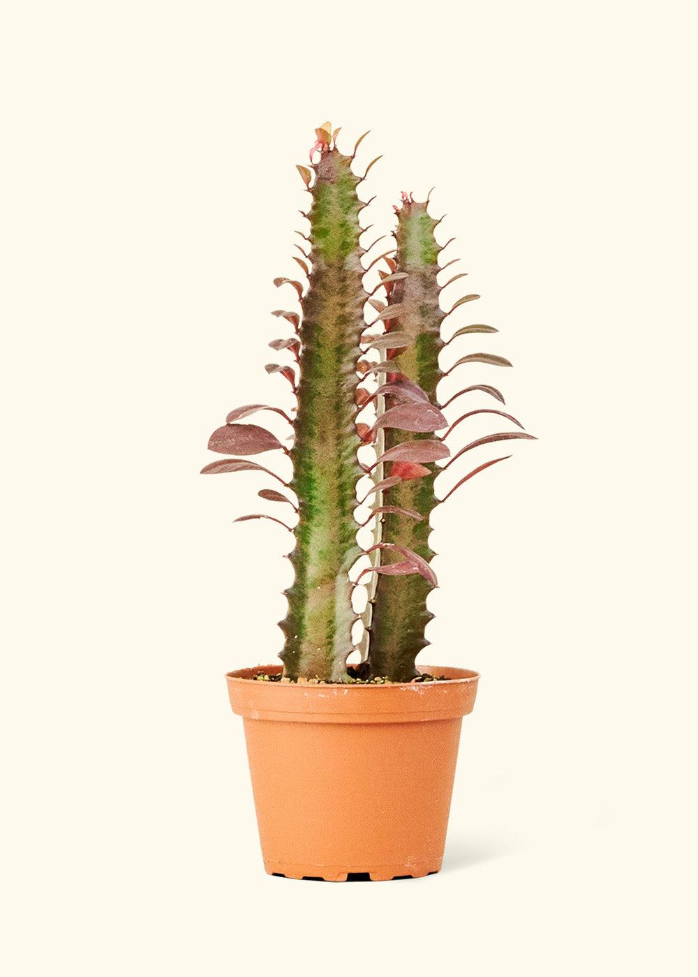 C78 Euphorbia Trigona Red African Milk Tree - View 11 from www redcrocus com