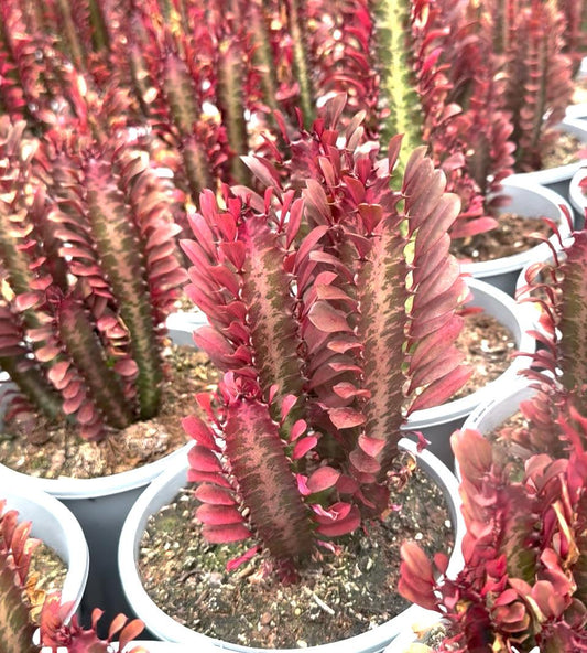 C78 Euphorbia Trigona Red African Milk Tree - View 12 from www redcrocus com