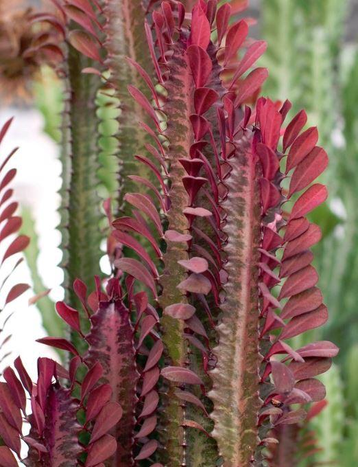 C78 Euphorbia Trigona Red African Milk Tree - View 14 from www redcrocus com