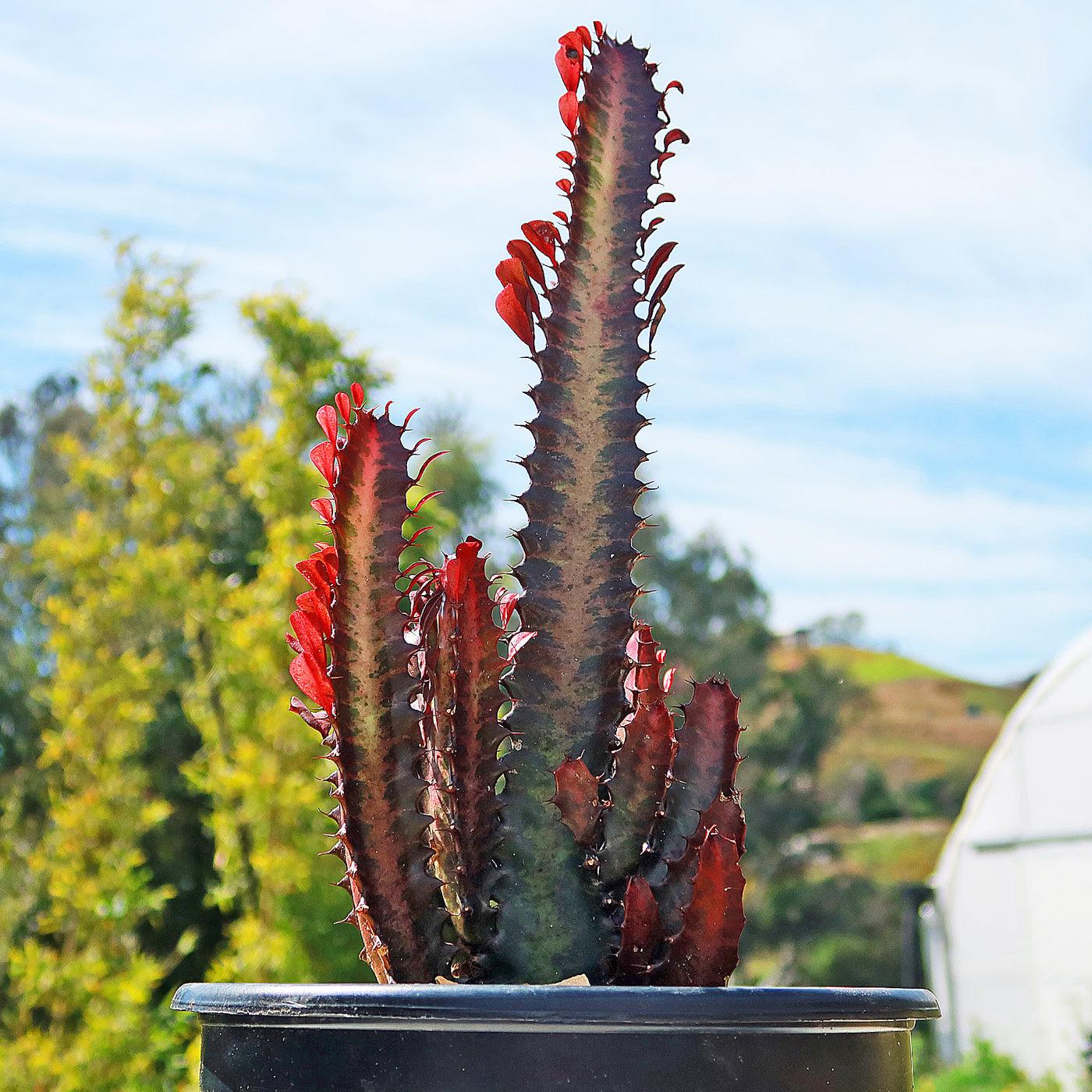 C78 Euphorbia Trigona Red African Milk Tree - View 17 from www redcrocus com