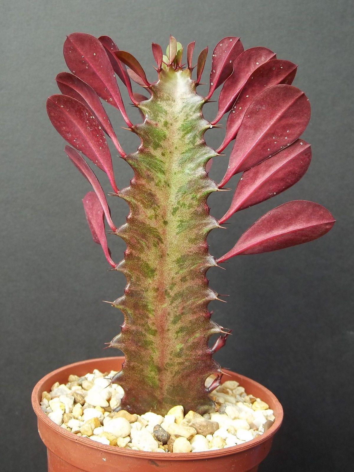 C78 Euphorbia Trigona Red African Milk Tree - View 18 from www redcrocus com