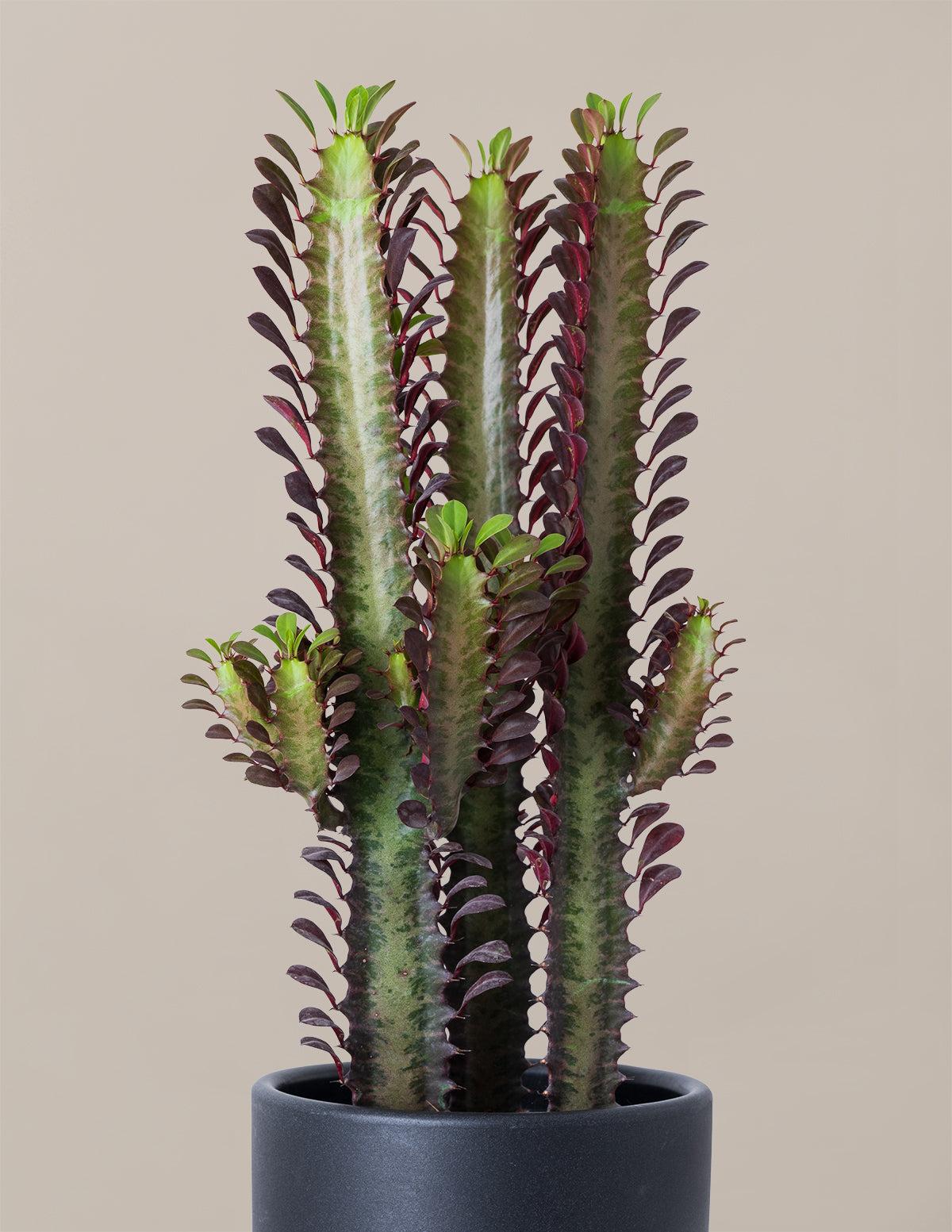 C78 Euphorbia Trigona Red African Milk Tree - View 19 from www redcrocus com