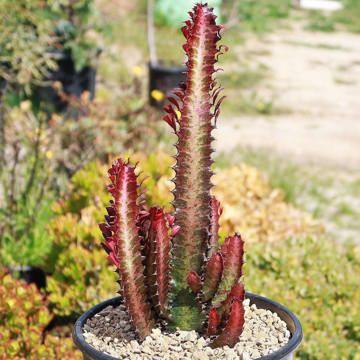 C78 Euphorbia Trigona Red African Milk Tree - View 1 from www redcrocus com