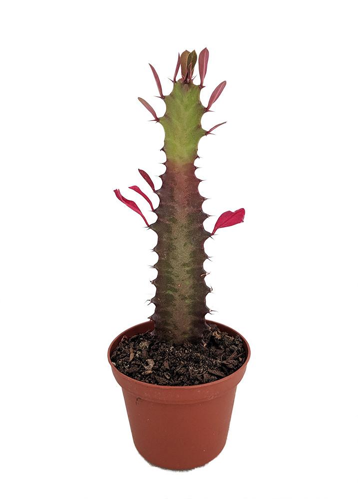 C78 Euphorbia Trigona Red African Milk Tree - View 20 from www redcrocus com