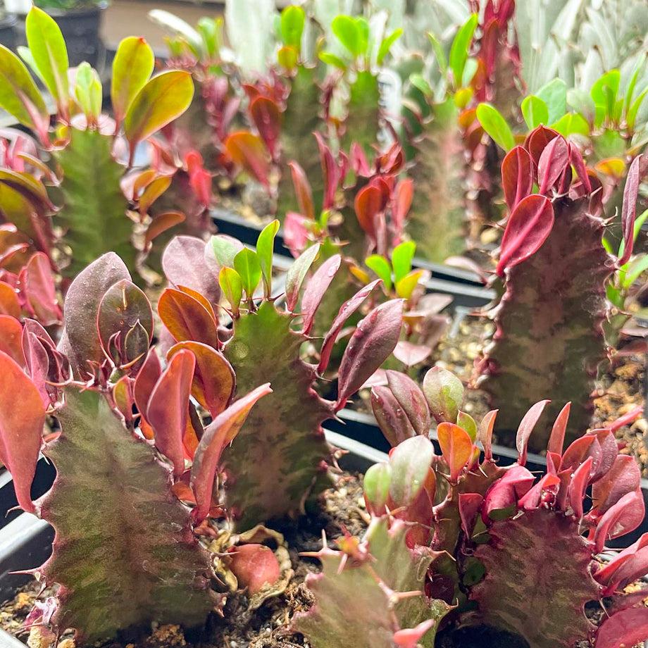 C78 Euphorbia Trigona Red African Milk Tree - View 21 from www redcrocus com