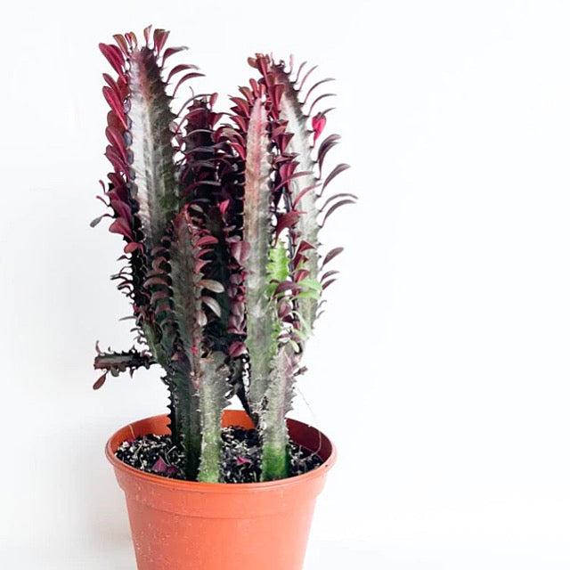 C78 Euphorbia Trigona Red African Milk Tree - View 22 from www redcrocus com
