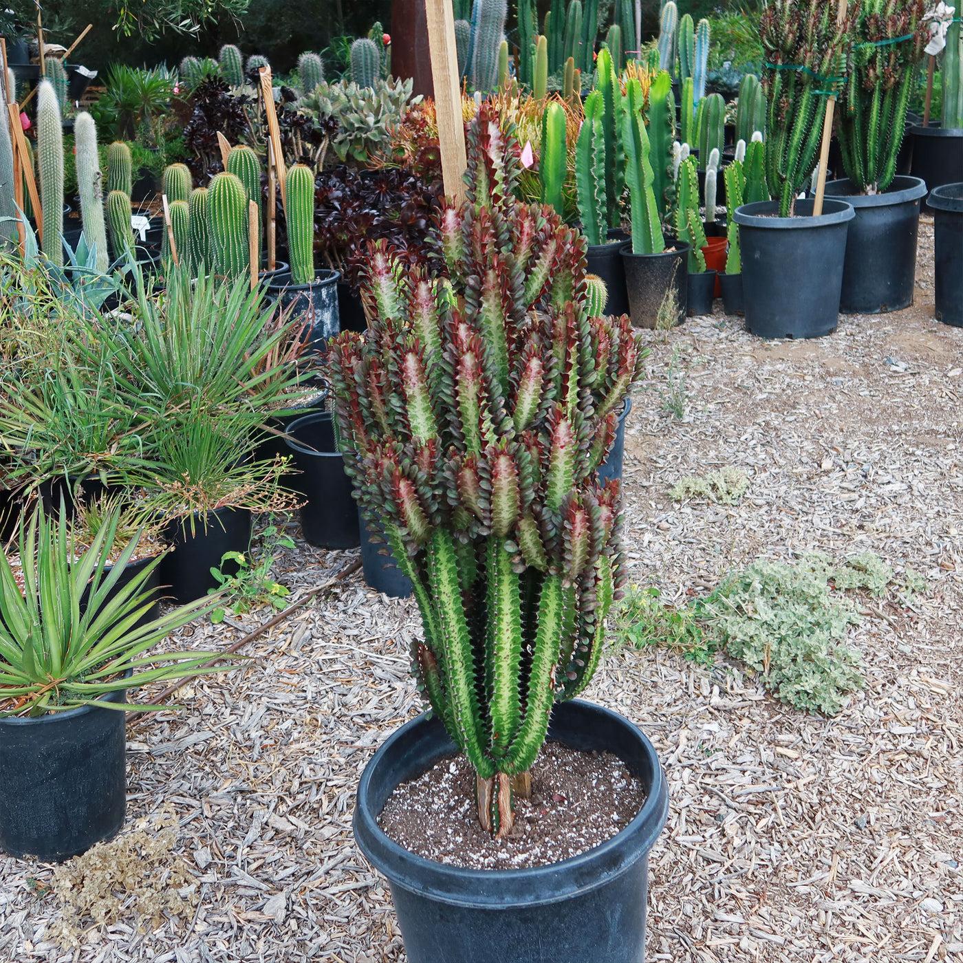 C78 Euphorbia Trigona Red African Milk Tree - View 2 from www redcrocus com