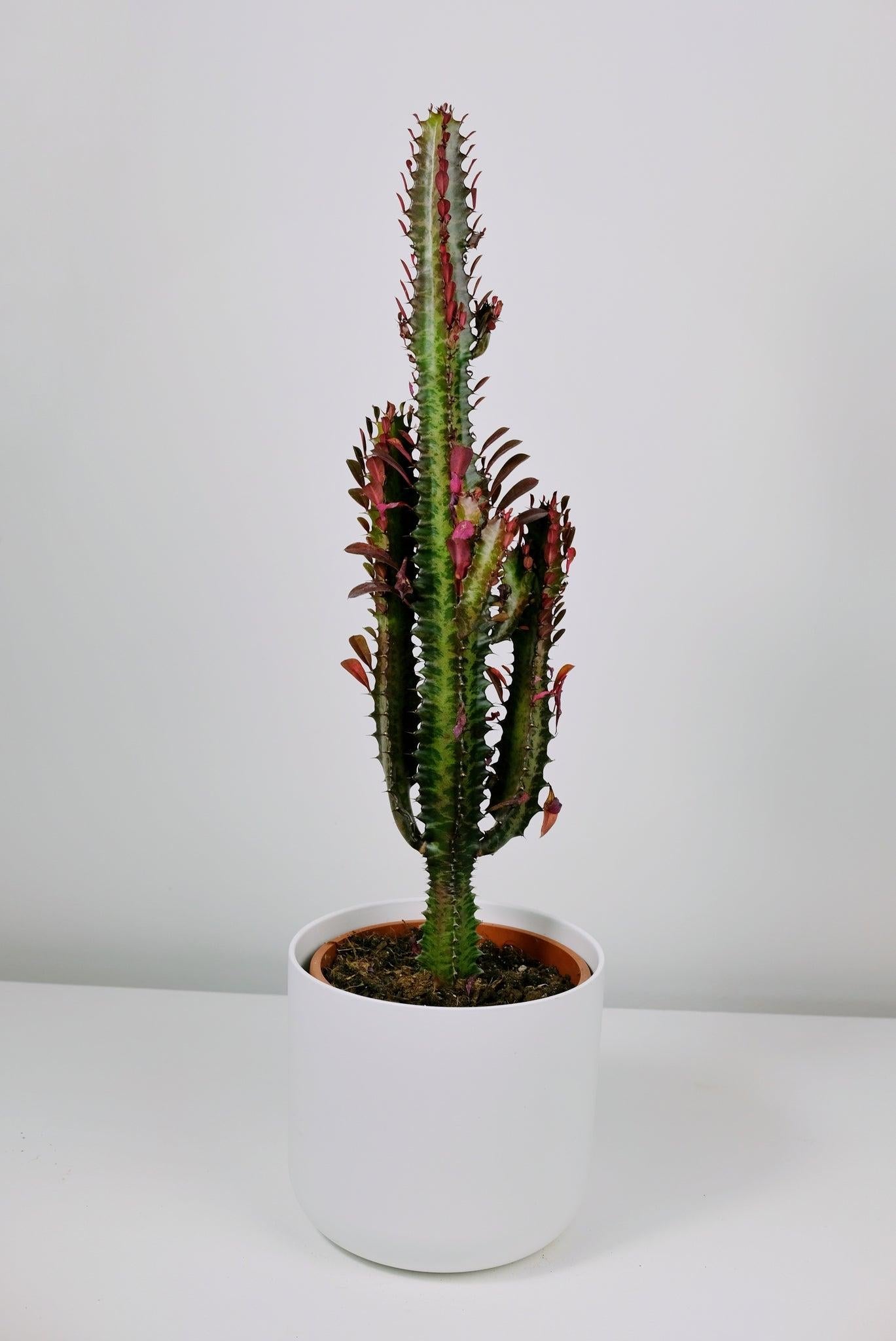 C78 Euphorbia Trigona Red African Milk Tree - View 30 from www redcrocus com