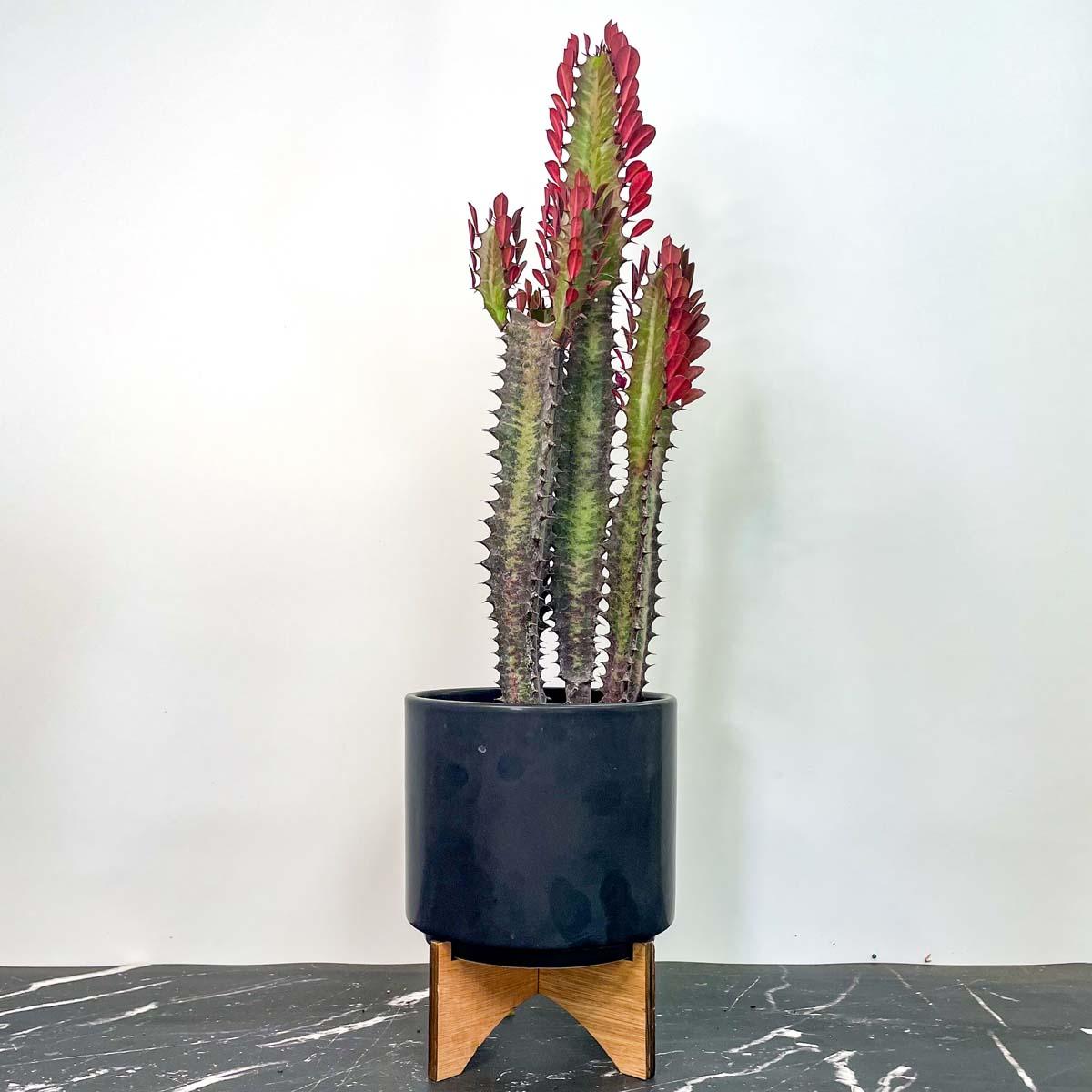 C78 Euphorbia Trigona Red African Milk Tree - View 36 from www redcrocus com