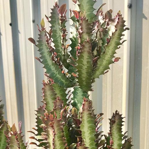 C78 Euphorbia Trigona Red African Milk Tree - View 37 from www redcrocus com