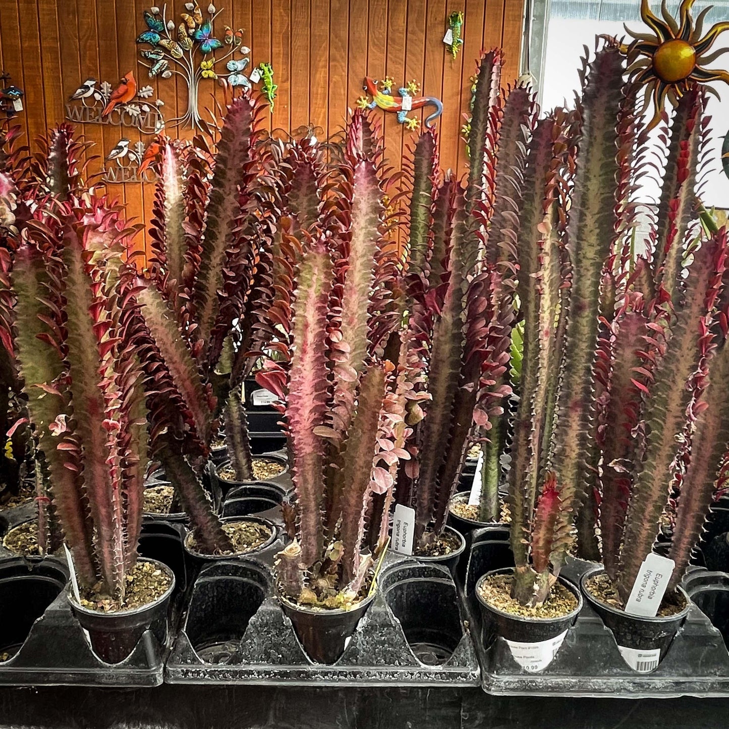 C78 Euphorbia Trigona Red African Milk Tree - View 3 from www redcrocus com
