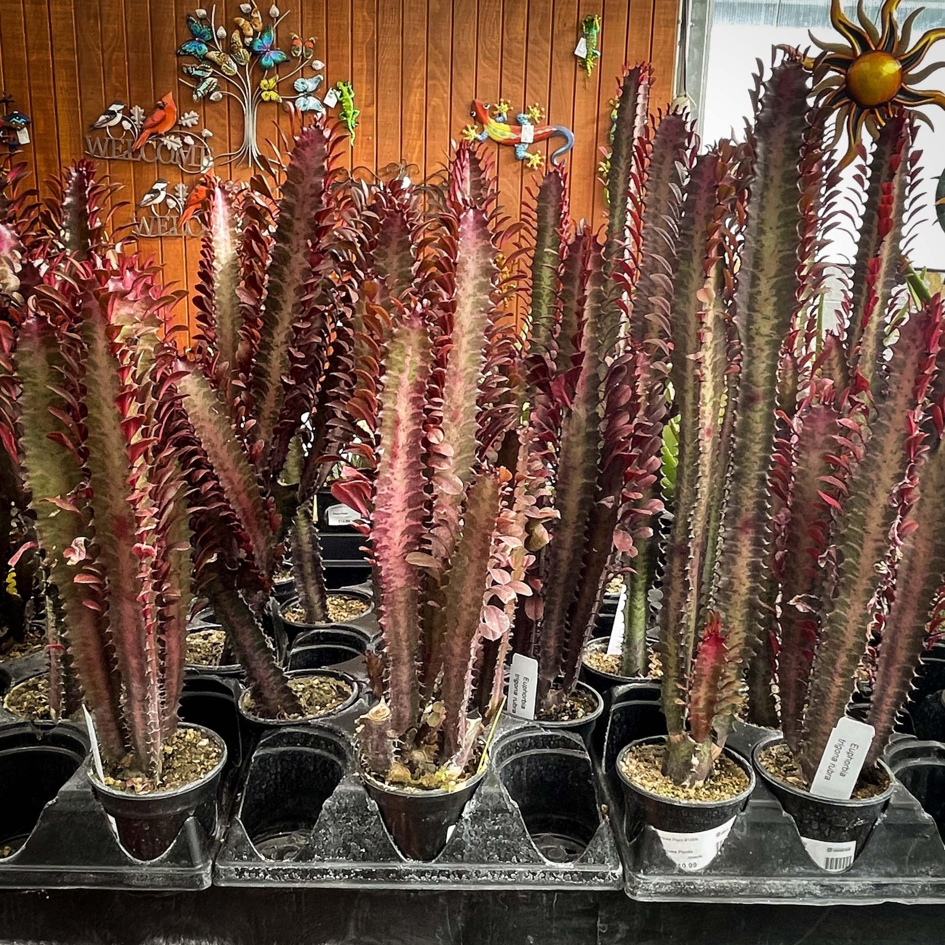 C78 Euphorbia Trigona Red African Milk Tree - View 3 from www redcrocus com