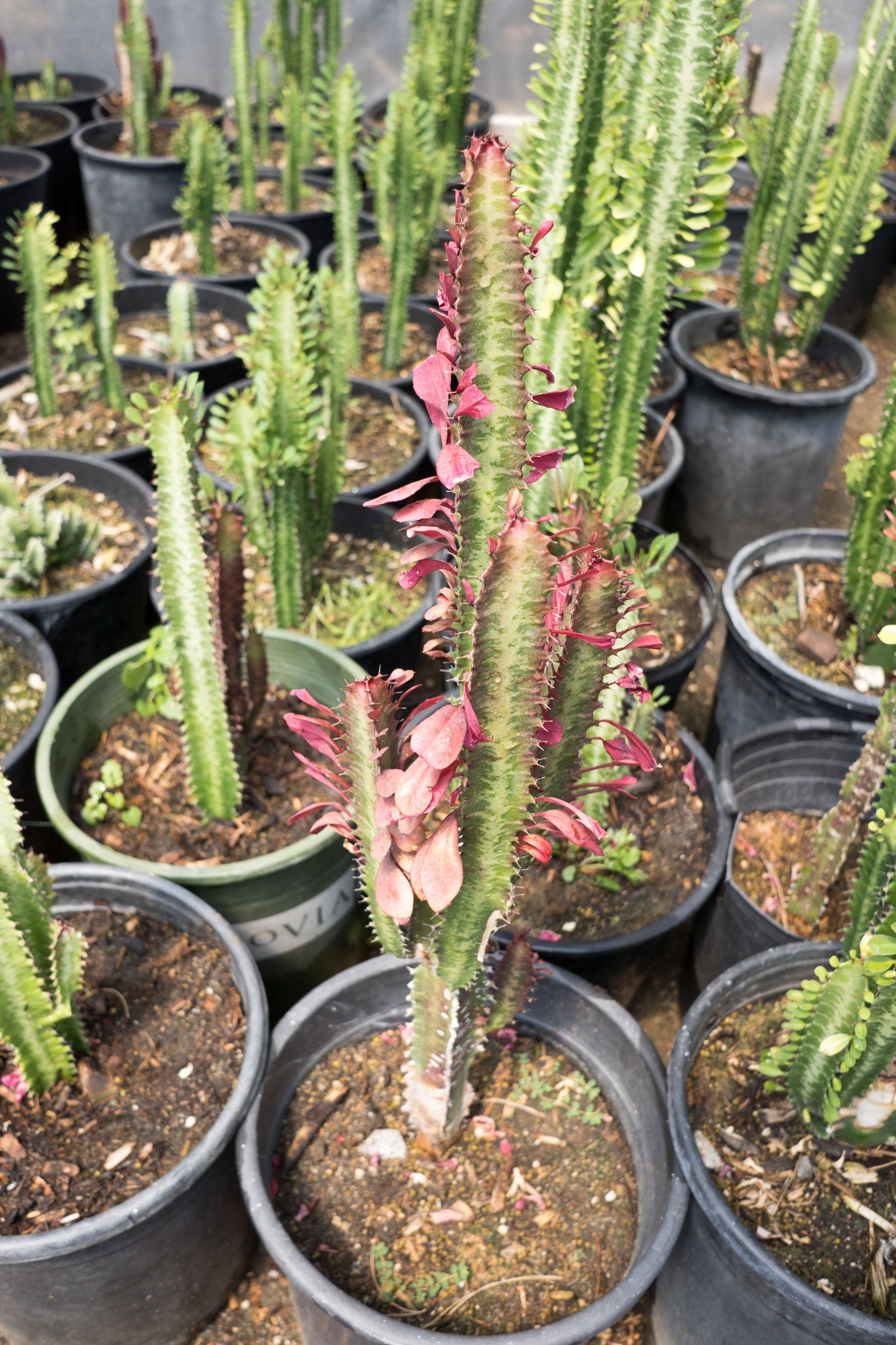 C78 Euphorbia Trigona Red African Milk Tree - View 4 from www redcrocus com