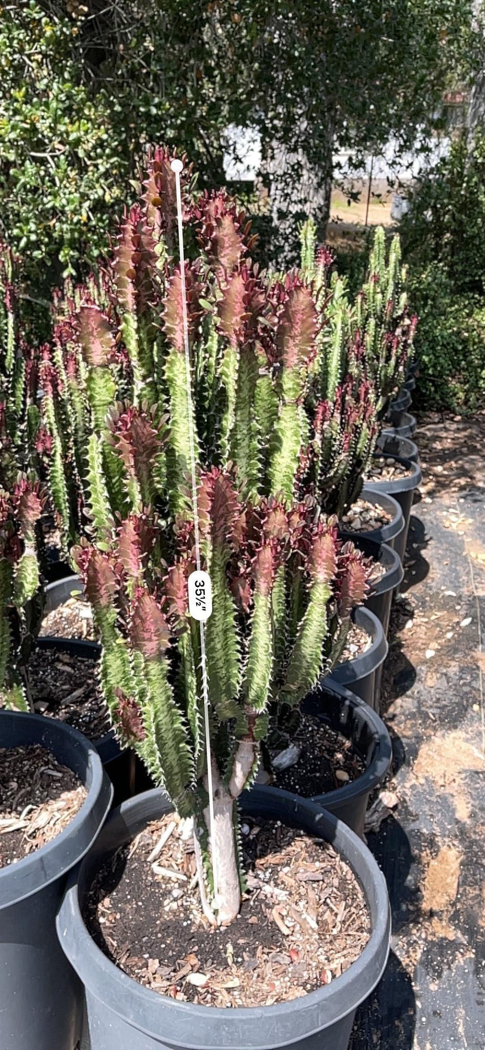 C78 Euphorbia Trigona Red African Milk Tree - View 6 from www redcrocus com