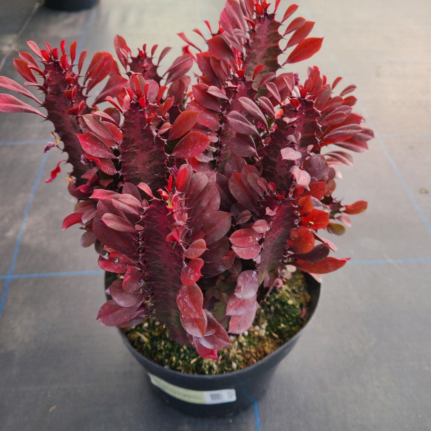 C78 Euphorbia Trigona Red African Milk Tree - View 7 from www redcrocus com
