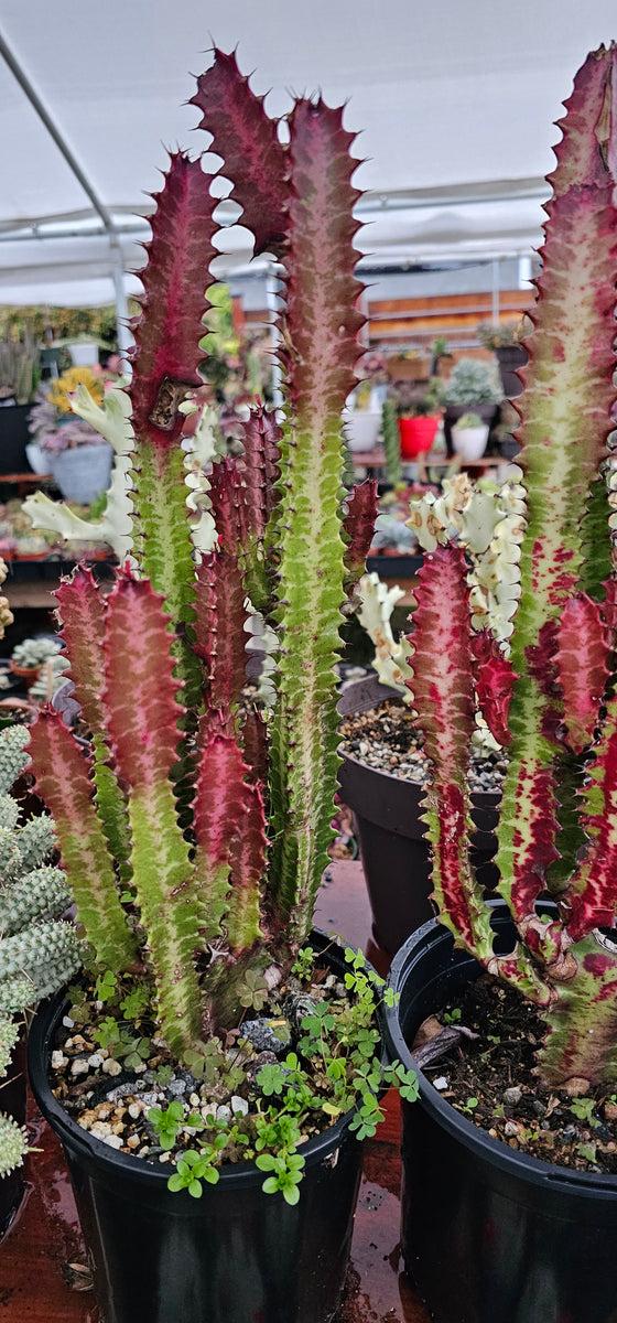 C78 Euphorbia Trigona Red African Milk Tree - View 8 from www redcrocus com