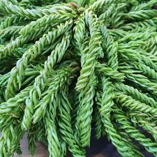 RedCrocus Cryptomeria japonica 'Spiralis' Live Plant – Corkscrew Japanese Cedar, Narrow Upright Evergreen Conifer, Deer Resistant, Container Friendly, Sun to Part Shade, Zones 6–9  2 Gallon Nursery Pot