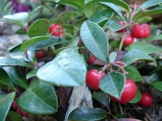 E65 Gaultheria Procumbens Wintergreen Red - View 1 from www redcrocus com