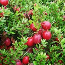 RedCrocus Stevens Red Cranberry Live Plant - Vaccinium macrocarpon 'Stevens' - Cold-Hardy Edible Groundcover, Full Sun, Fall Fruit  6" Pot