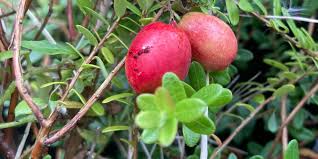 RedCrocus Stevens Red Cranberry Live Plant - Vaccinium macrocarpon 'Stevens' - Cold-Hardy Edible Groundcover, Full Sun, Fall Fruit  6" Pot