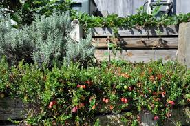 RedCrocus Stevens Red Cranberry Live Plant - Vaccinium macrocarpon 'Stevens' - Cold-Hardy Edible Groundcover, Full Sun, Fall Fruit  6" Pot