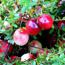 RedCrocus Stevens Red Cranberry Live Plant - Vaccinium macrocarpon 'Stevens' - Cold-Hardy Edible Groundcover, Full Sun, Fall Fruit  6" Pot