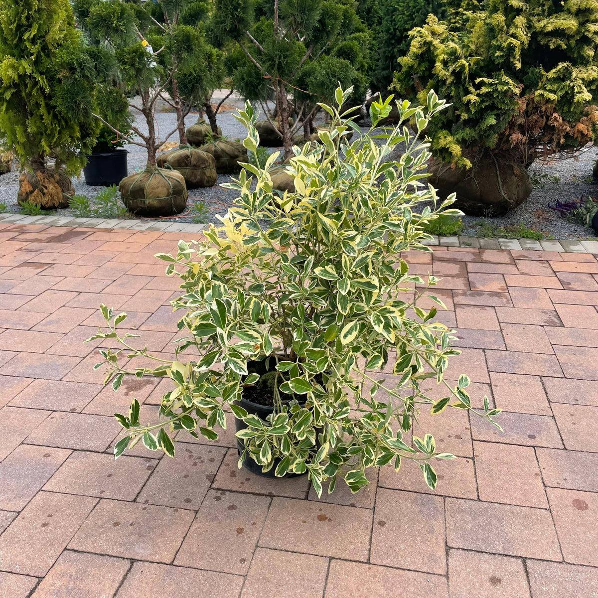 Euonymus Silver King Sold Out - View 10 from www redcrocus com