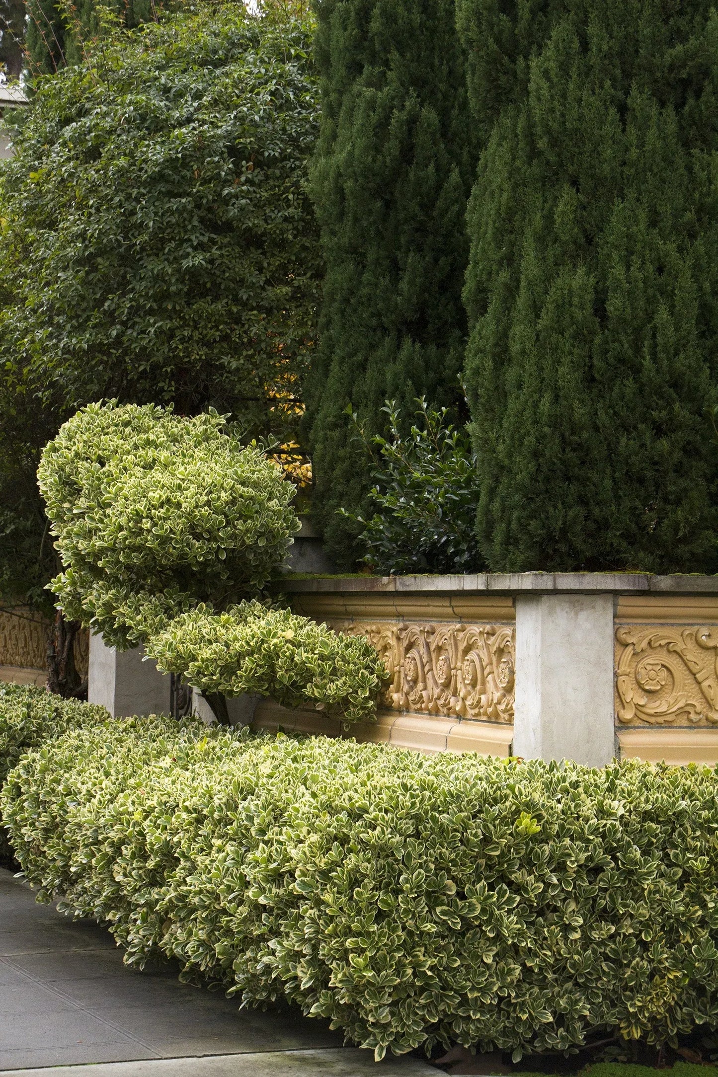 Euonymus Silver King Sold Out - View 11 from www redcrocus com