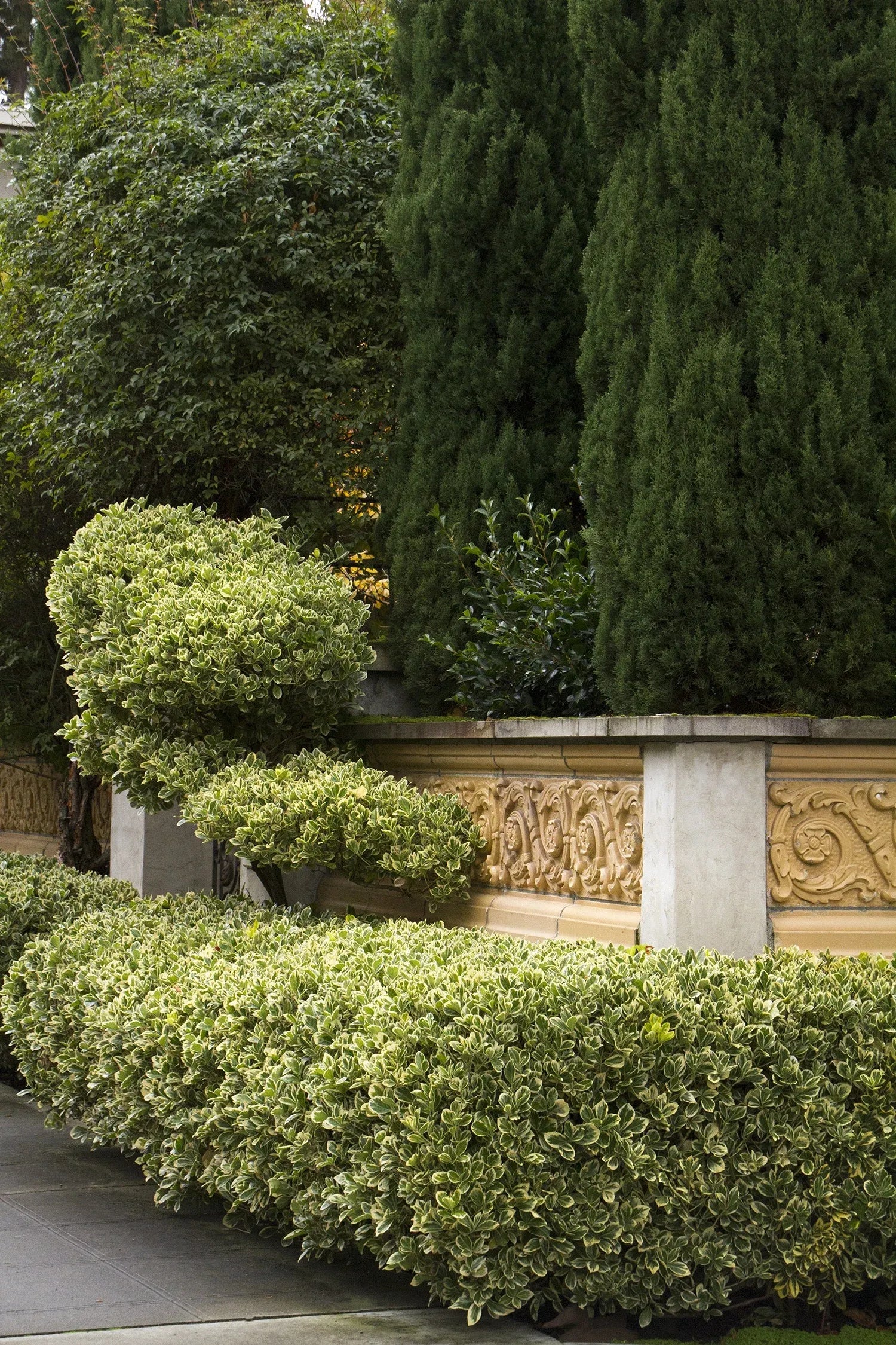 Euonymus Silver King Sold Out - View 11 from www redcrocus com