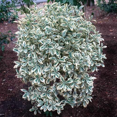 Euonymus Silver King Sold Out - View 12 from www redcrocus com