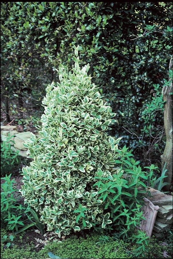 Euonymus Silver King Sold Out - View 13 from www redcrocus com