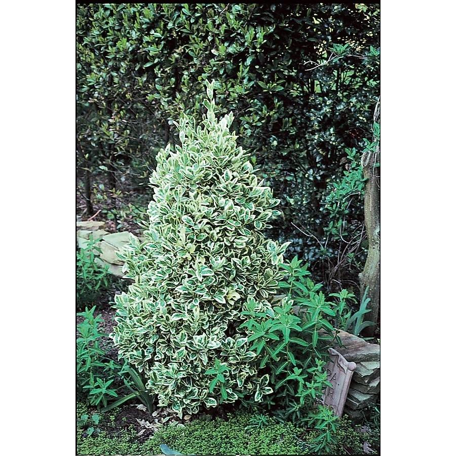 Euonymus Silver King Sold Out - View 17 from www redcrocus com