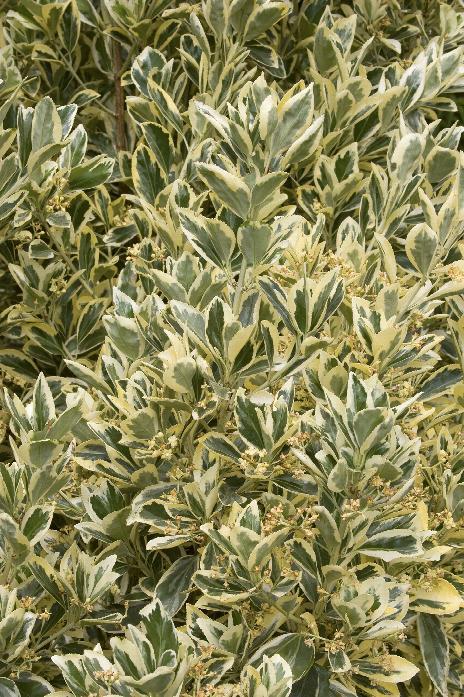 Euonymus Silver King Sold Out - View 1 from www redcrocus com