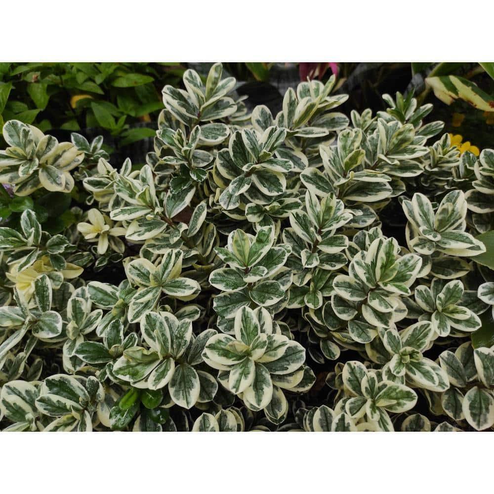 Euonymus Silver King Sold Out - View 20 from www redcrocus com