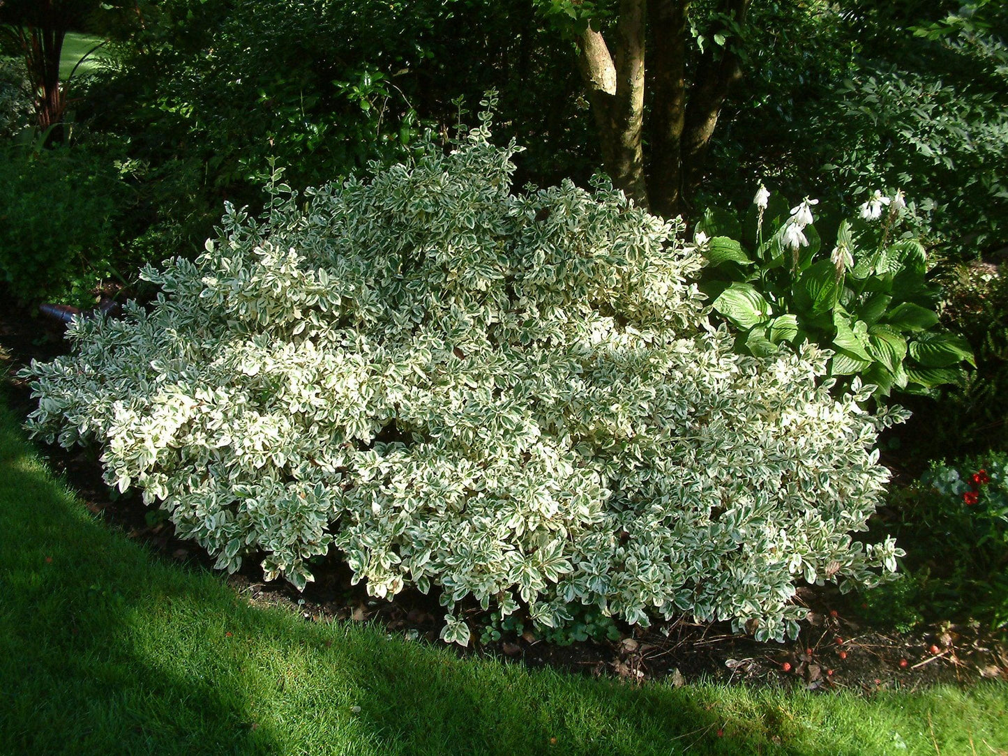 Euonymus Silver King Sold Out - View 32 from www redcrocus com