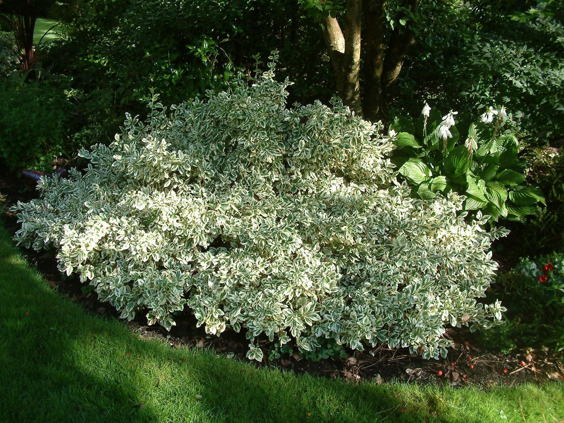 Euonymus Silver King Sold Out - View 32 from www redcrocus com