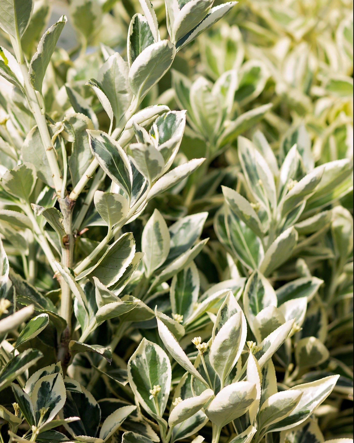 Euonymus Silver King Sold Out - View 35 from www redcrocus com