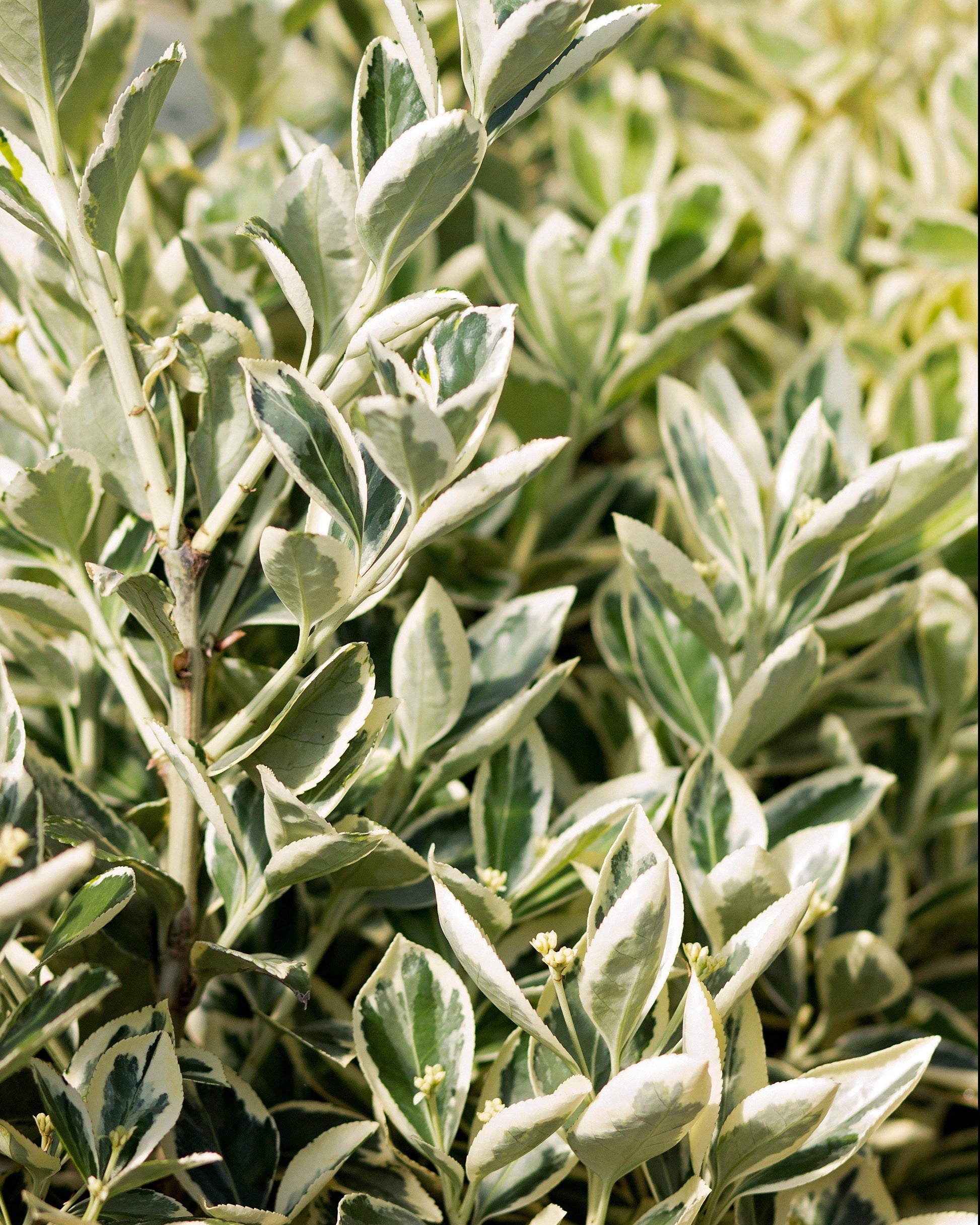 Euonymus Silver King Sold Out - View 35 from www redcrocus com