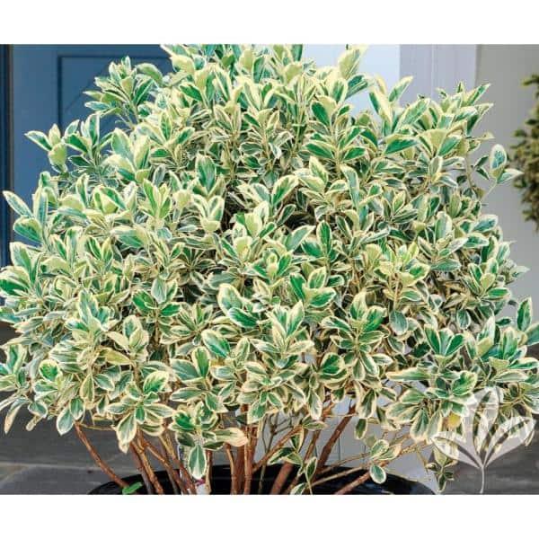 Euonymus Silver King Sold Out - View 3 from www redcrocus com