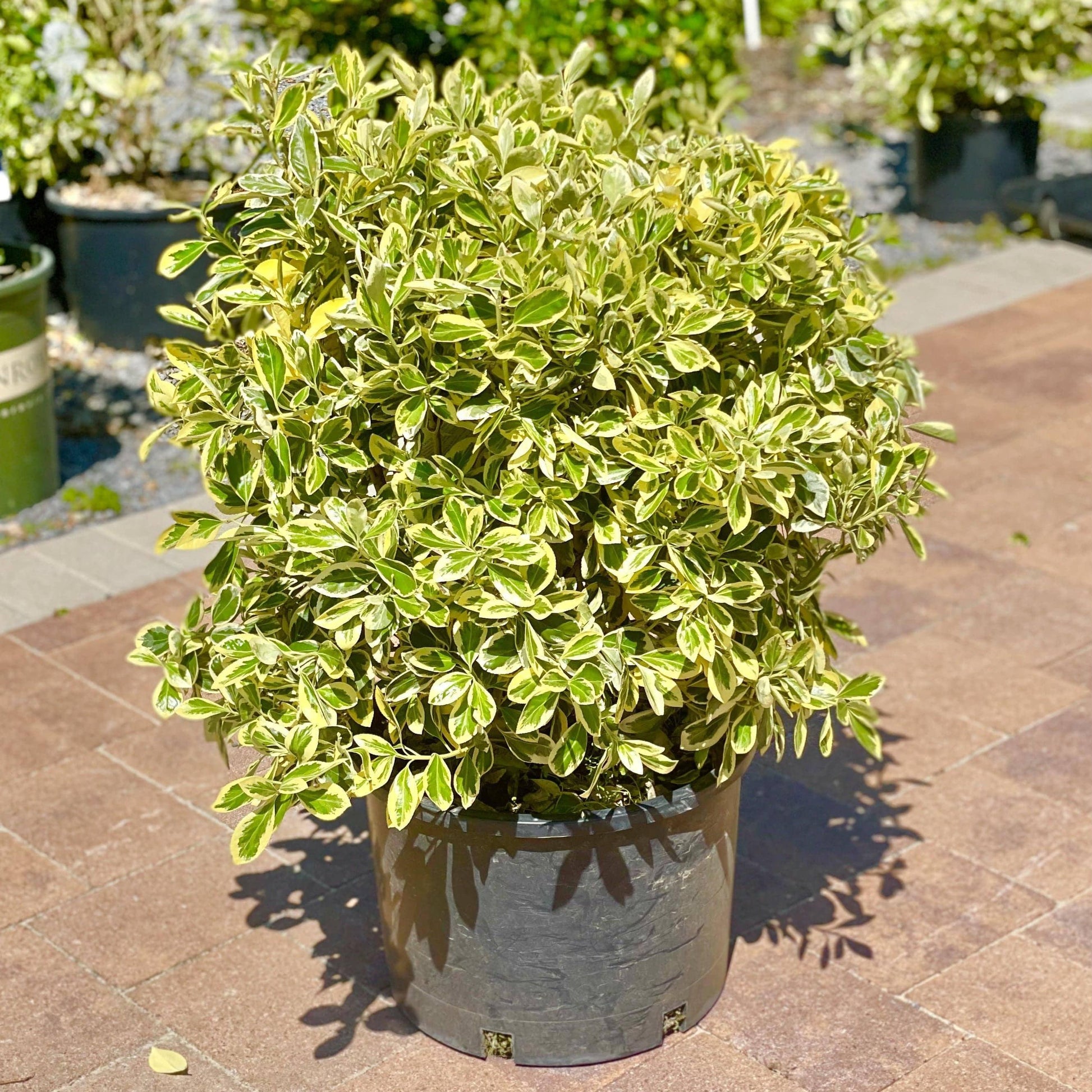 Euonymus Silver King Sold Out - View 4 from www redcrocus com